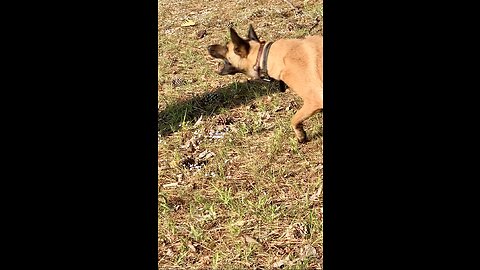 What it’s like to watch butterflies with a Belgian Malinois dog.😂