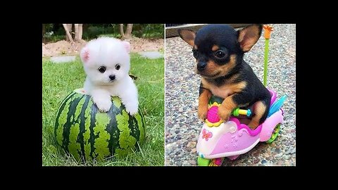 Baby dogs💚 Cute and Funny dog video💚