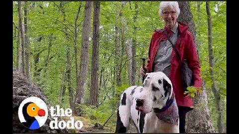 Great Dane Finds a New Grandma On Hiking Trail | The Dodo
