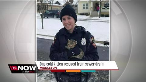 Pawblic service: Middleton police officer saves kitten from storm drain