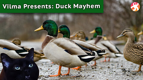 Duck Mayhem 2023!
