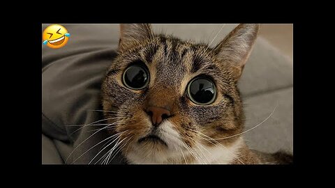 Funny animal videos 2023