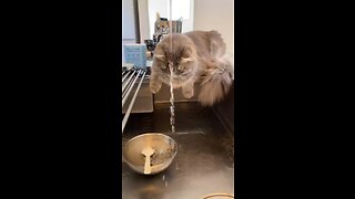 Cat play water