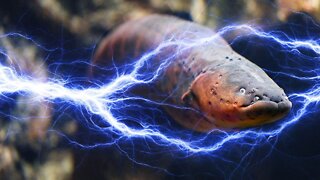 No One Knows Where Eels Come From