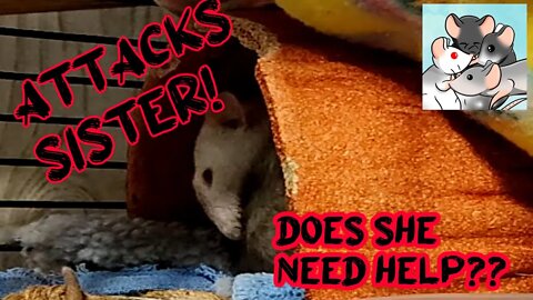 Rat SISTERS ATTACK Each Other! #110 #rats #animals