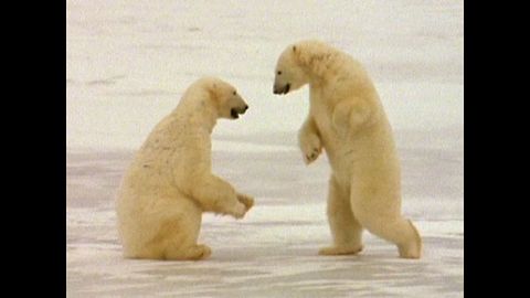 Polar Bear Play Date