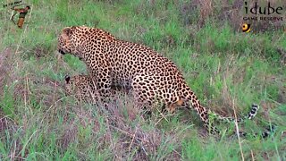 WILDlife: Noisy Pair of Leopards Pairing