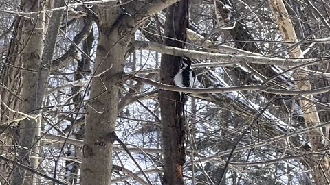 Woodpecker construction site 😊