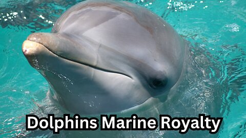 Dolphins Marine Royalty