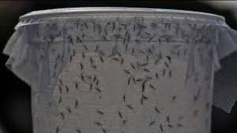 Genetically Modified Mosquitoes Have Successfully ‘Vaccinated’ a Human
