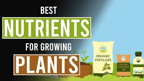 Best Nutrients for Growing Cannabis