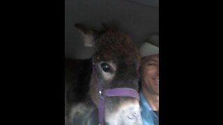 Donkey in a Buick