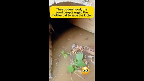 Cat bringing back babies from flood ❤️❤️