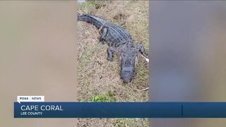 A Florida man helped trap a nearly 10 foot alligator in Cape Coral