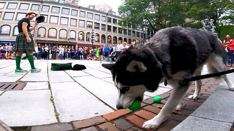 Cute Siberian Husky Steal Show from Street Performer