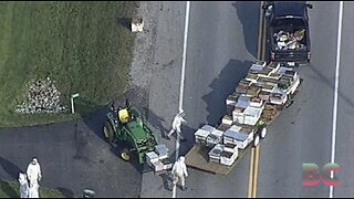5 million bees released after truck overturns on Toronto highway
