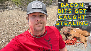 BACON BITS CAUGHT STEALING PROTIEN/Hog Trapping/Pig Hunting/Invasive Species in TEXAS HILL COUNTRY