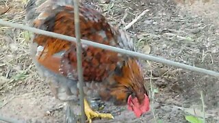 TGF - Rooster's #tgf #chickens #rooster #breeds