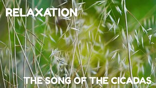 Nature Relaxation Sound | Birds, Cicada Chorus, Wind... | Calm Soothing Amibience for Relax