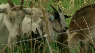 Council Bluffs welcomes goats to Tom Hanafan River's Edge Park