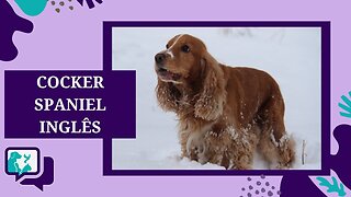 COCKER SPANIEL INGLÊS: TUDO SOBRE A RAÇA