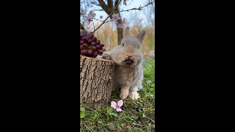 rabbite eat the fruites like cute baby..!