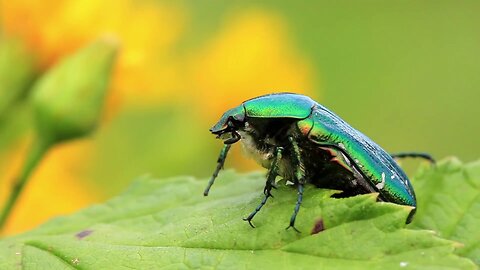Big green beetle