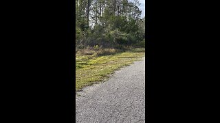 Wholesale vacant land deal in North Port, FL.