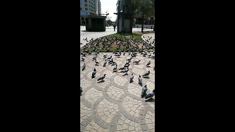 Madina pigeon beautiful pigeons of madina Saudi Arabia #shorts snnnature