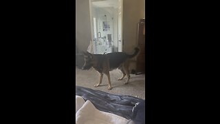 German Shepherd Playing Tag!