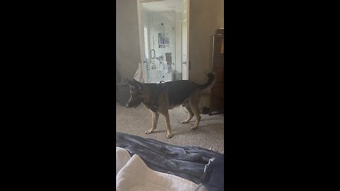 German Shepherd Playing Tag!