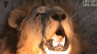 Powerful, Amazing, Close Up Lion Roar in HD!