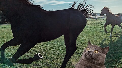 Crazy Cajun Kicks / Bites new Horse & Runs into Fencepost 😲🐴