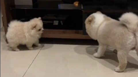 two cute puppies playing