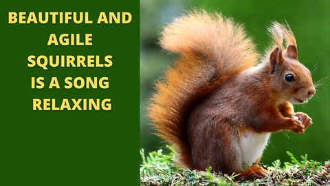 Fall into deep sleep immediately with soothing music watching beautiful and agile squirrels
