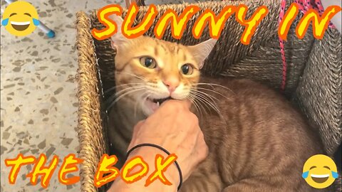 Sunny Rubbing On My Sandals And Playing In A Box