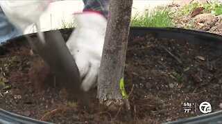 Volunteers plant trees in Armada after EF-1 tornado