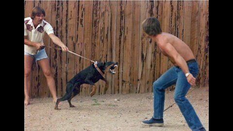 Guard Dog Training Step by Step! (Click Link In Bio For More Training!)