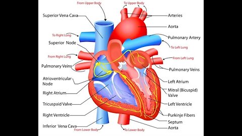 Heart Function Anatomy