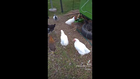 Watch Andre and His Pullet Pals Race for June Bug Popcorn Snacks!