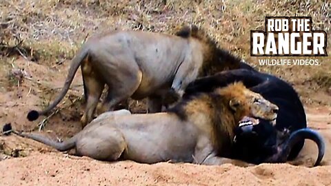 Lions Struggle To Feed On A Buffalo | Archive Mapogo Lion Footage