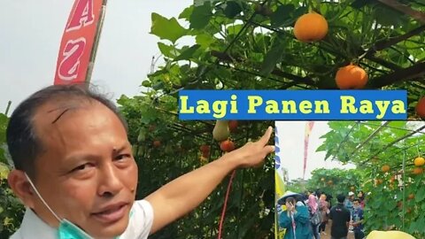 Agrowisata Unila Kebun Melon