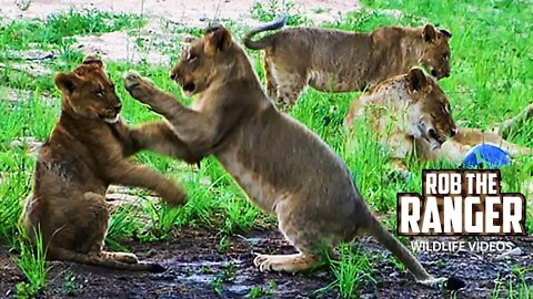 Lion Cubs Play With Plastic Flood Debris | Archive Lion Footage