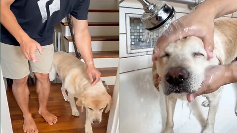 Dog bathing | Easiest way to bathing a dog | #Entertainment #pets #dog