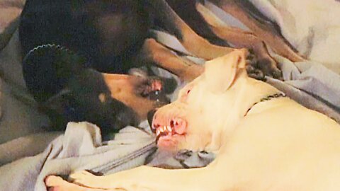 Intimate Play Between Emma the Doberman and Darla the Dogo Argentino Puppy
