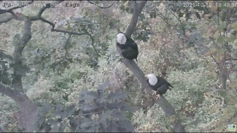 Hays Eagles Mom and Dad perch in the cam tree 2021 10 15 18 50 28 502
