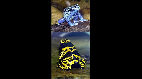 Asian common toad