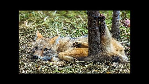 Fox was found with wire wrapped around her Back Leg after being caught in the hunter trap | Rescued