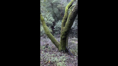Tree with Green Sweater (Moss)