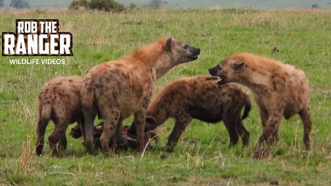 Hyenas Chew On A Gnu Head | Maasai Mara Safari | Zebra Plains